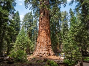 größter Baum der Welt