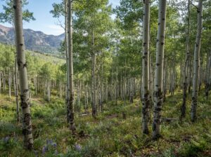 Pando größter Organismus