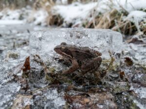 Frösche eingefroren überleben